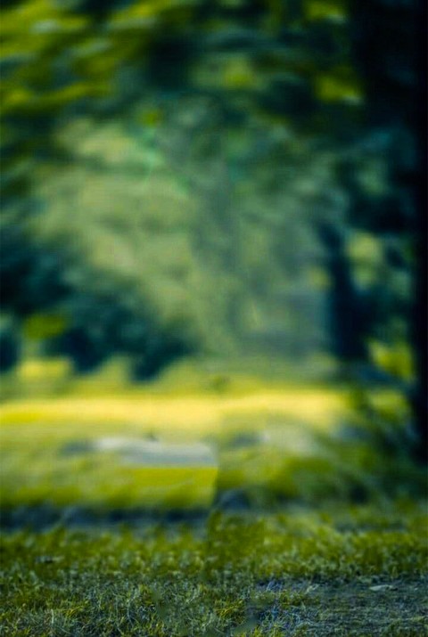 Blur Nature Tree DSLR Background Full HD Download