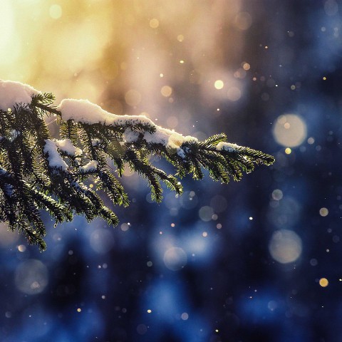 Blur Nature Winter Tree Leaves CB Picsart Background HD