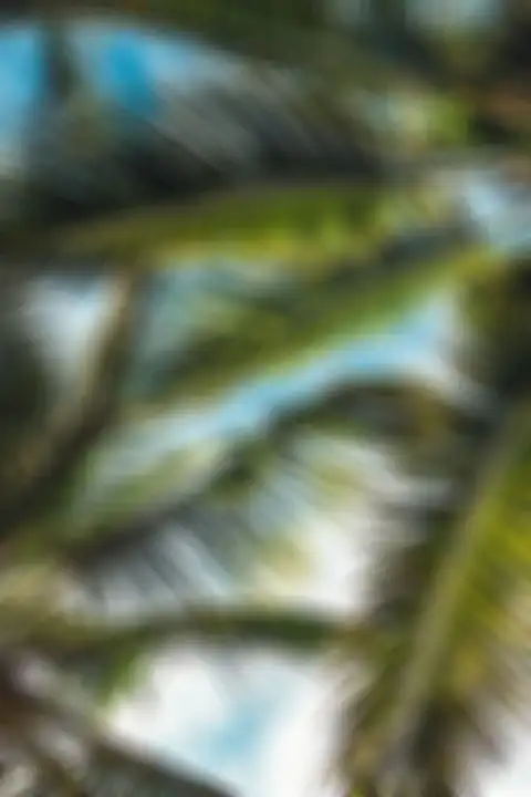 Blur Palm Tree Background Full HD Photos Donwload