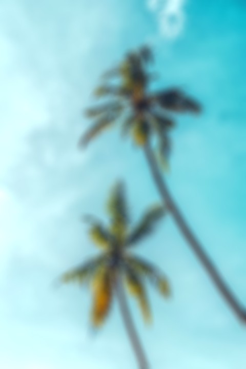 Blur Palm Tree Blue Sky Full HD  Background Download