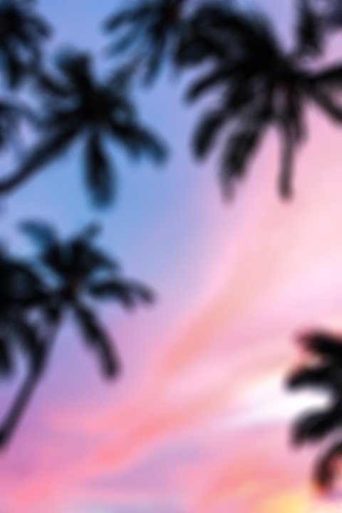 Blur Palm Tree CB Picsart Background Download