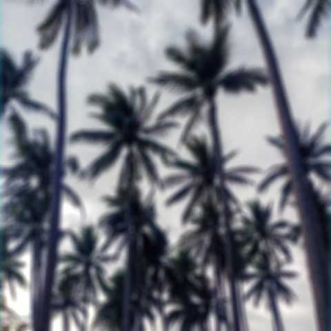 Blur Palm Tree High Resolution Background Download