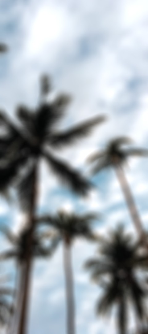 Blur Palm Tree Photo Editing Full HD Background Download