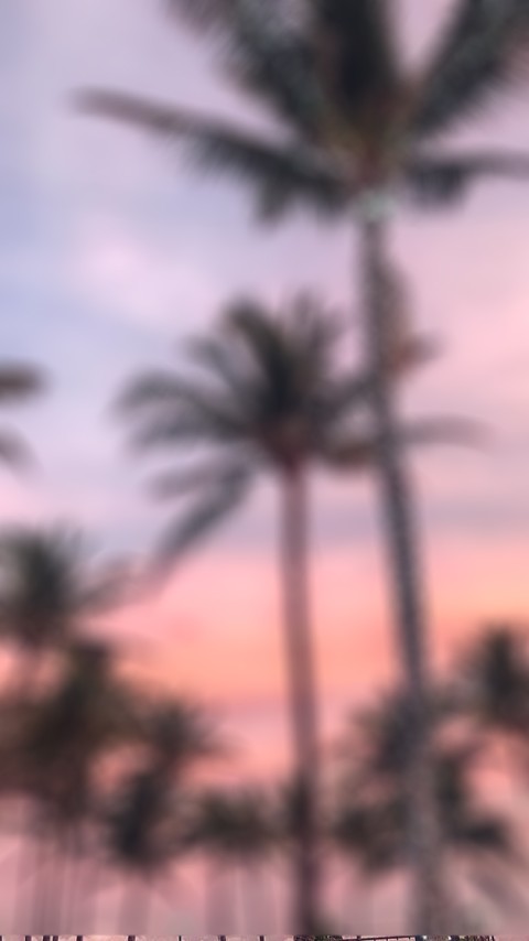 Blur Palm Tree Sunset CB Picsart Background Download