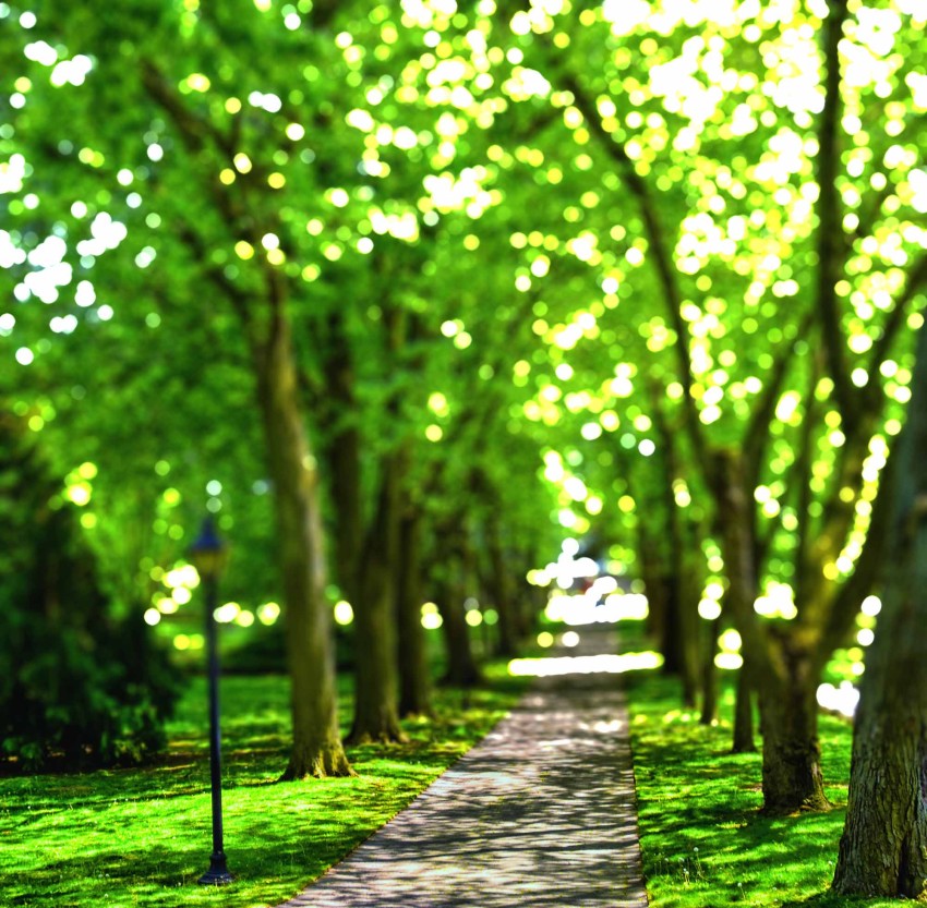 Blur Park Tree CB Picsart  Background HD Download