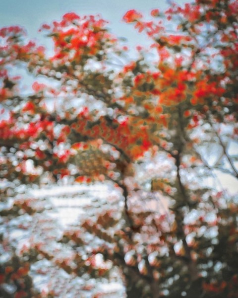 Blur Tree Picsart CB Editing Full Hd Background