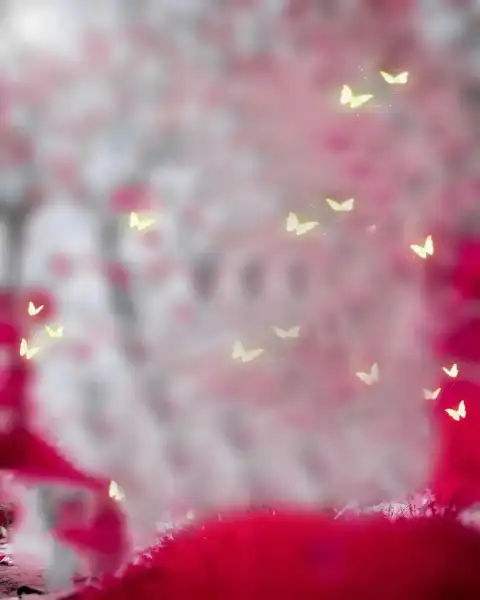 Blur Picsart Editing Background Full HD Images Butterfly