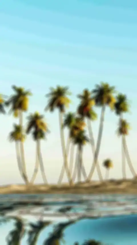 Blur Picsart Long Palm Tree Background HD Images Donwload