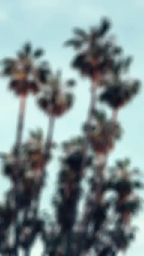 Blur Picsart Long Palm Tree Background HD Images Donwload