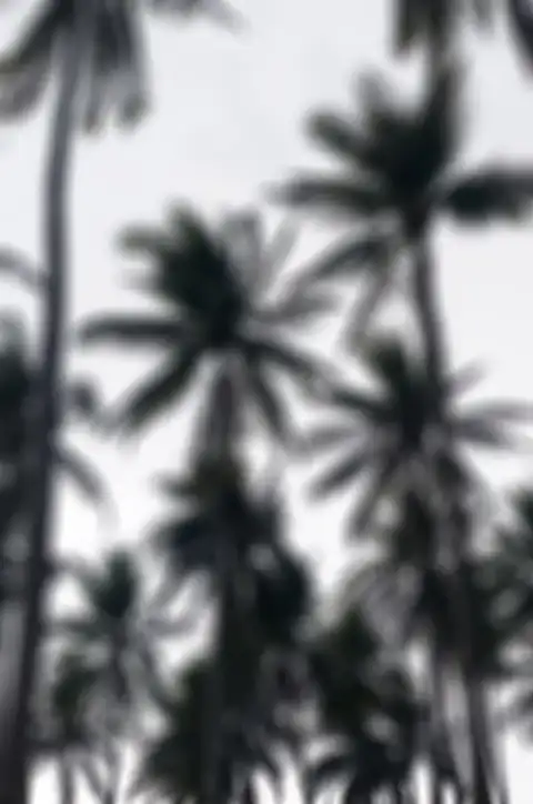 Blur Picsart Long Palm Tree Background HD Images Donwload