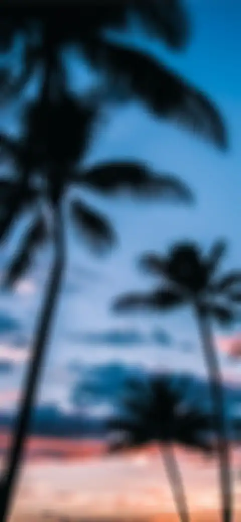 Blur Picsart Long Palm Tree Background HD Images Donwload