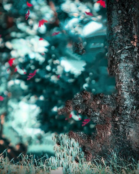 Blur Tree CB PicArt Background HD Background