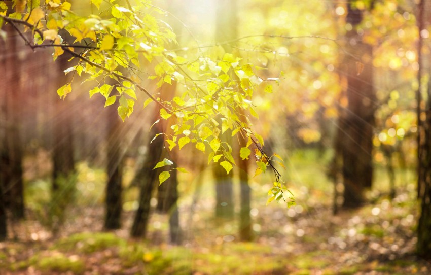 Blur Tree Forest Sun Editing Full HD Background Download