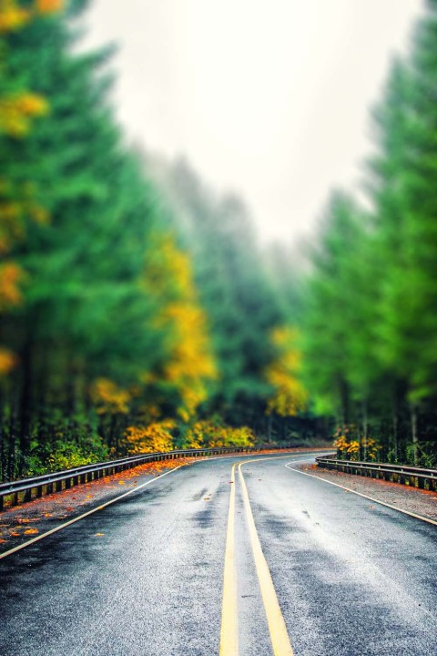 Blur Tree Nature Road Background HD Download