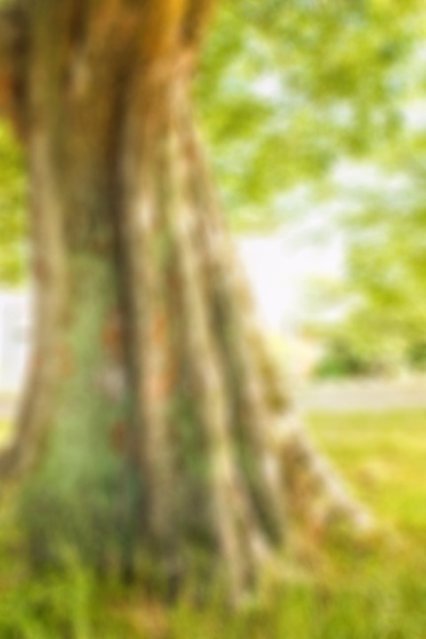 Blur Tree Photoshop Editing Background HD Download