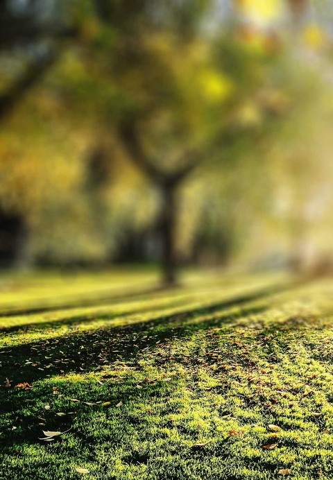 Blur Tree Photoshop Editing Background HD Download