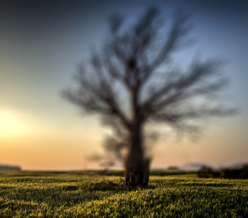 Blur Tree Picsart Editing Background HD Download