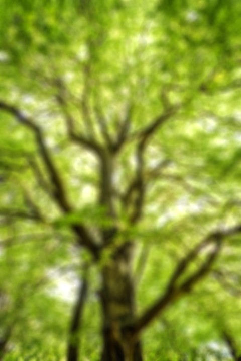 Blur Tree Picsart Editing Background HD Download