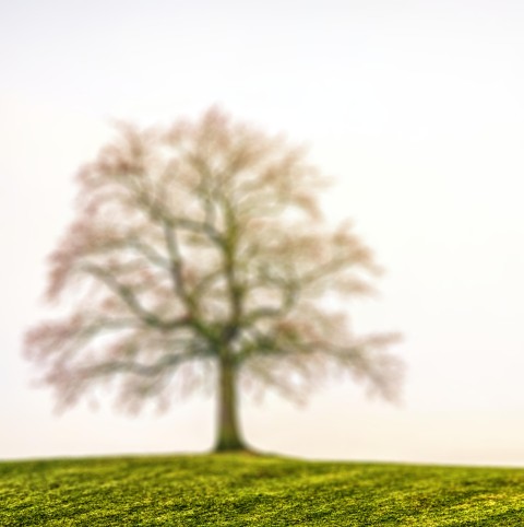 Blur Tree Picsart Editing Background HD Download