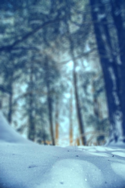 Blur Winter Forest Tree CB Picsart Background Full HD