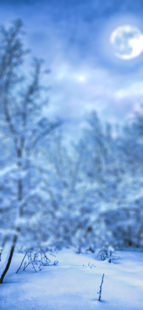 Blur Winter Forest Tree CB Picsart Background Full HD