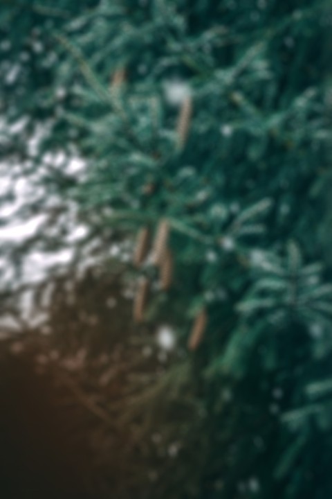 Blur Winter Green Tree CB Picsart Background Full HD