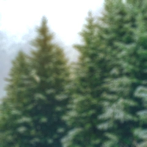 Blur Winter Tree Green CB Picsart Background Full HD