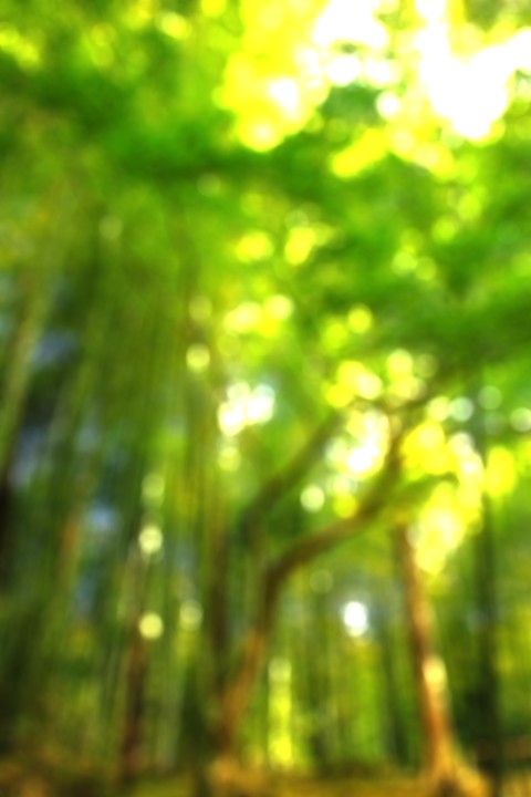 Blurred Editing Tree CB Backgroud High Resolution