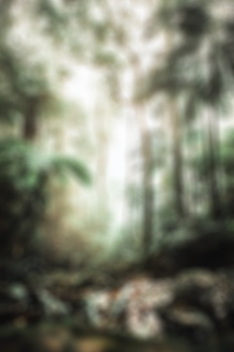 Blurred Editing Tree CB Backgroud High Resolution