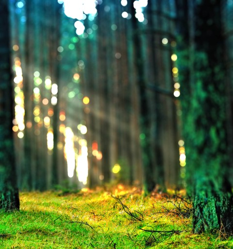 Blurred Forest Editing  CB Picsart Background Full HD Download