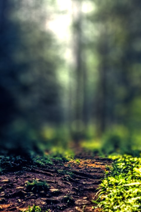 Blurred Forest Editing CB Picsart Background HD Download