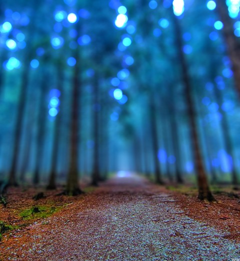 Blurred Forest Editing CB Picsart Background HD Download