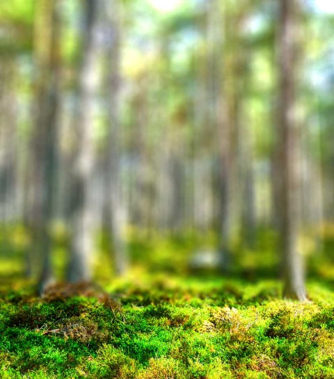 Blurred Forest Tree CB  Background  HD Download