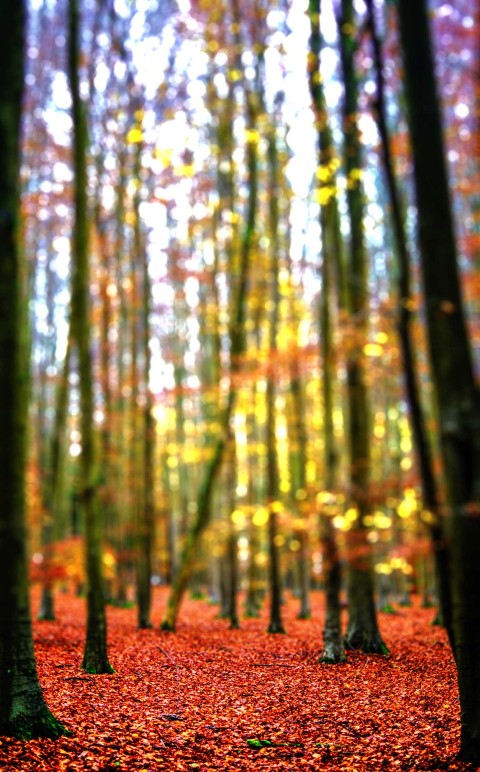 Blurred Forest Tree CB  Background  HD Download