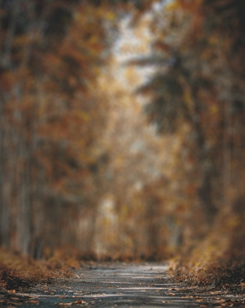 Blurred Forest Tree CB Editing PicsaArt Background Full HD