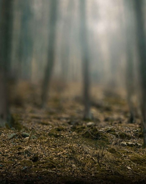 Blurred Forest Tree CB Editing PicsaArt Background Full HD