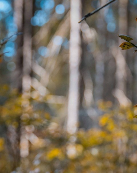 Blurred Forest Tree CB Editing PicsaArt Background Full HD