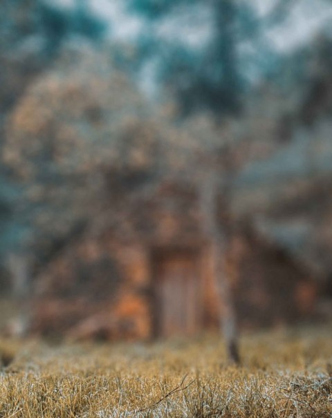 Blurred Forest Tree CB Editing PicsaArt Background Full HD