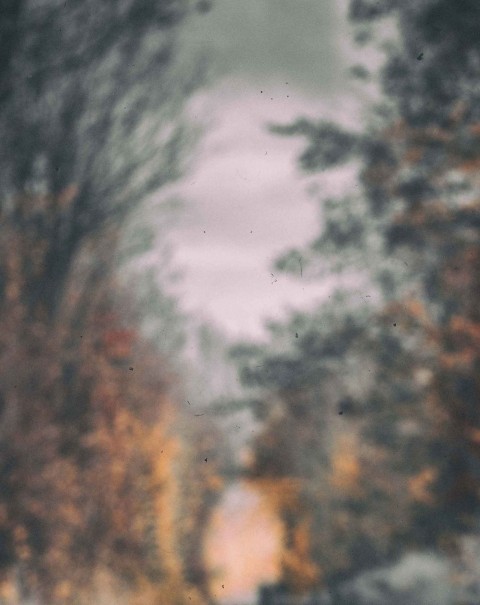 Blurred Forest Tree CB Editing PicsaArt Background Full HD