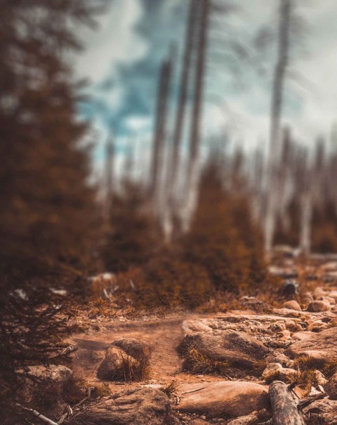 Blurred Forest Tree CB Editing PicsaArt Background Full HD