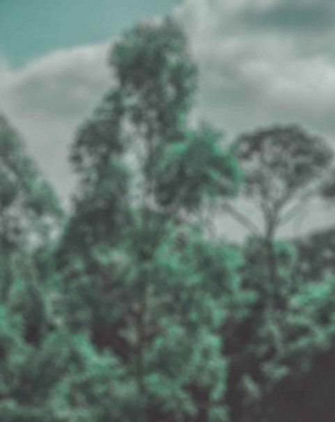 Blurred Forest Tree CB Editing PicsaArt Background Full HD