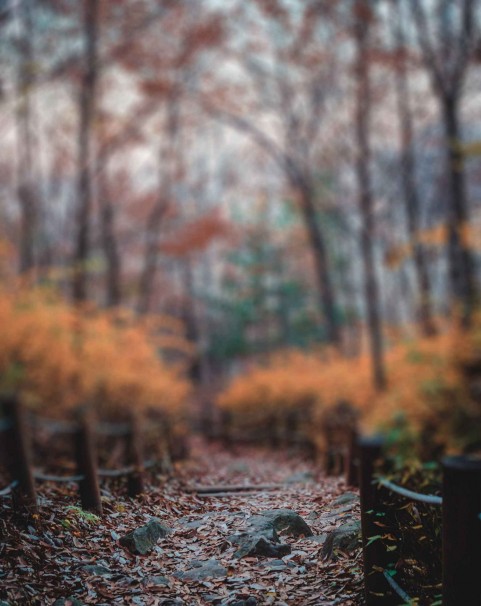 Blurred Forest Tree CB Editing PicsaArt Background Full HD