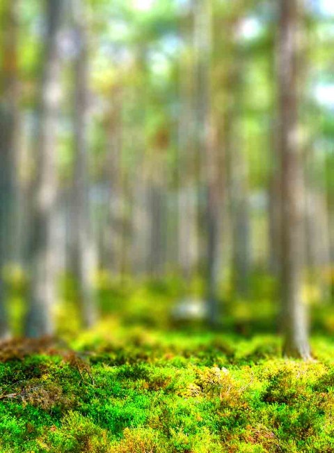 Blurred Forest Tree CB Picsart Background Full HD Download