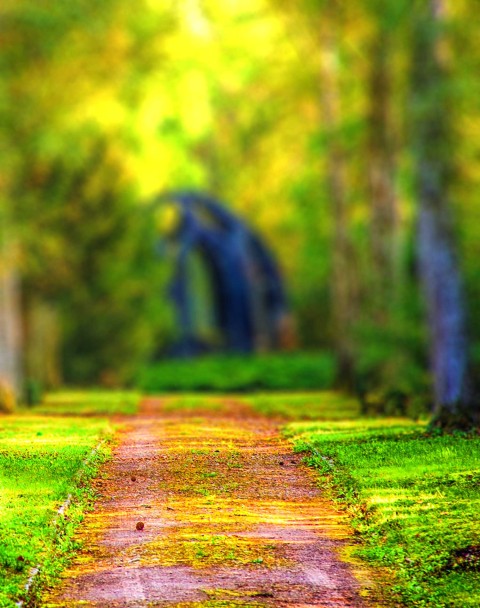 Blurred Forest Tree CB Picsart Background Full HD Download