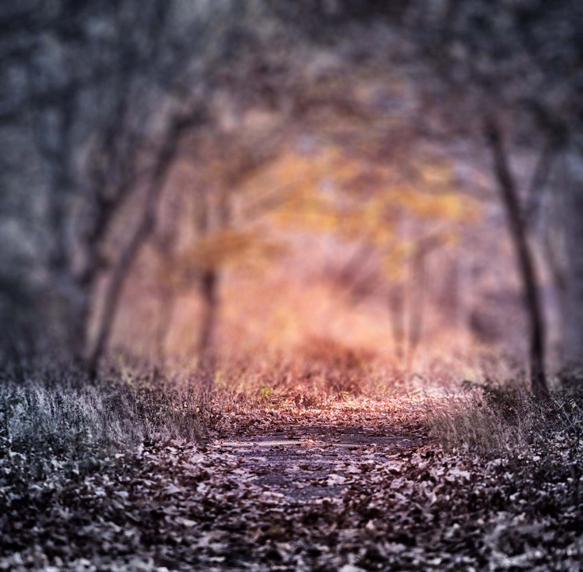 Blurred Forest Tree CB Picsart Background Full HD Free