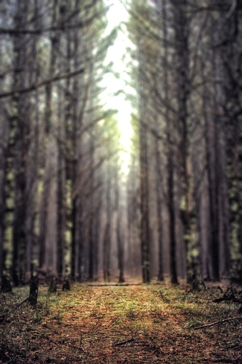 Blurred Forest Tree CB Picsart Background Full HD Free