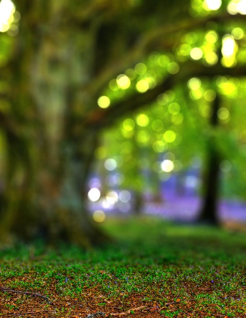 Blurred Tree CB  Editing Background HD Download