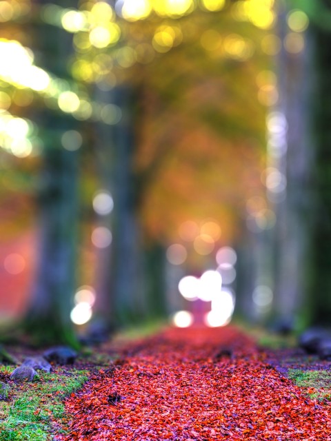 Blurred Tree CB  Editing Background HD Download