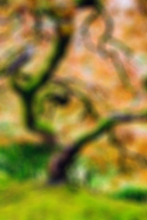 Blurred Tree CB Picsart Editing Background HD Download