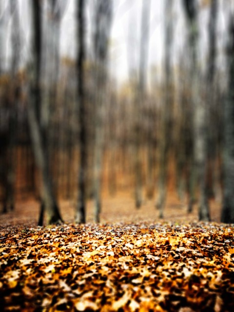 Blurred Tree Editing Background Full HD Download